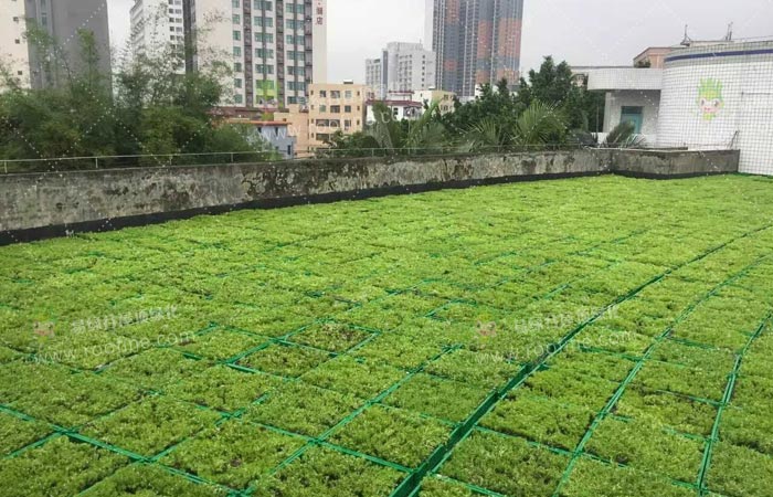 深圳龙岗中学屋顶隔热工程