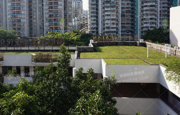 广州泰安小学屋顶绿化隔热项目