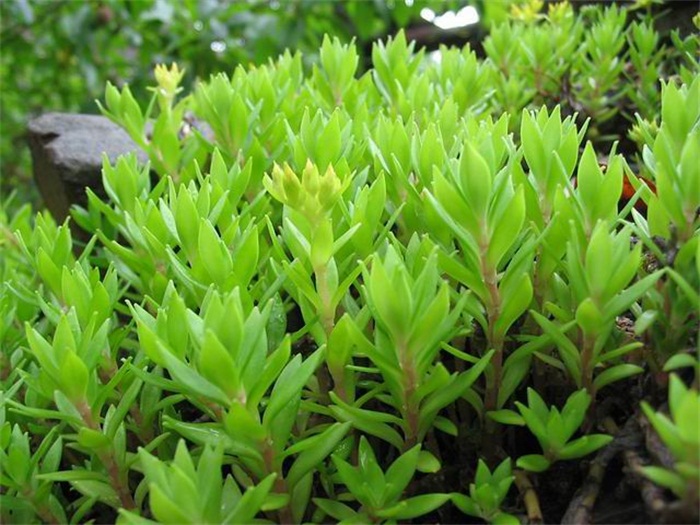 屋顶绿化植物的首选——佛甲草