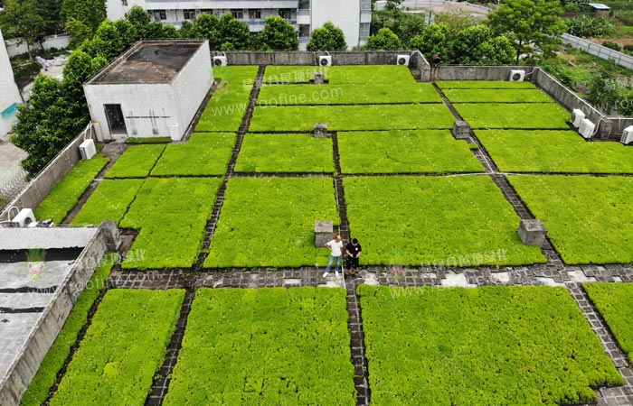 广州东涌中学屋顶绿化项目