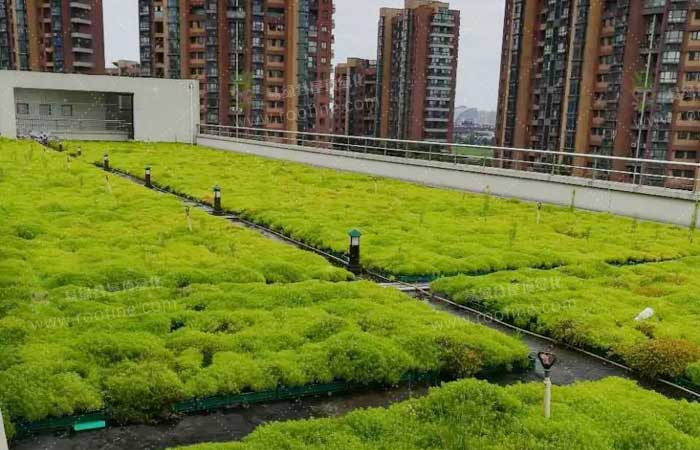 易绿谷节能隔热草 轻型屋顶绿化新“法宝”
