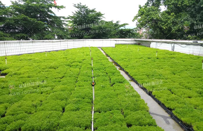 与植物共生,城市建筑开始流行“新型轻质海绵屋顶绿化”